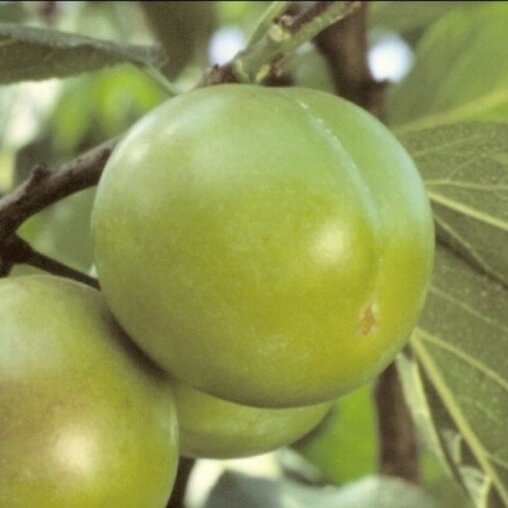 Pruimenboom 'Reine Claude Verte' hoogstam